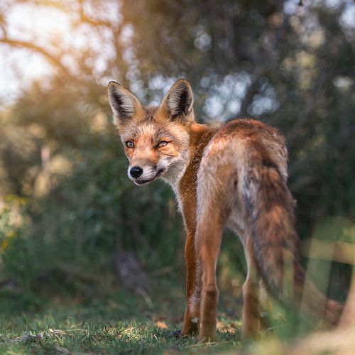 Schitterende vos in de duinen terwijl de zon zachtjes door de bomen schijnt