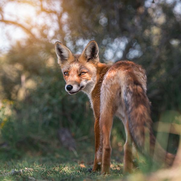 Gorgeous fox in the dunes as the sun shines softly through the trees by Jolanda Aalbers