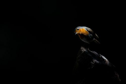 Der Zauber des Rotkehlchens: Ein Märchen von Licht und Schatten