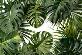 Monstera by Poster Art Shop