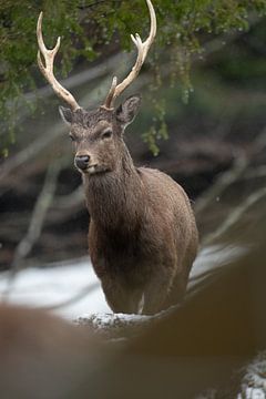 Red deer by Hans-Bernd Lichtblau