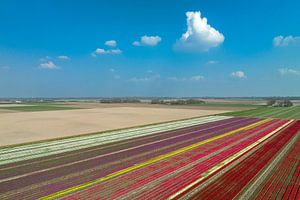 Tulpen auf landwirtschaftlichen Feldern in Flevoland von Sjoerd van der Wal Fotografie