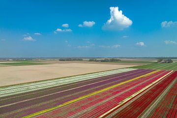 Tulips growing in agricultural fields in Flevoland