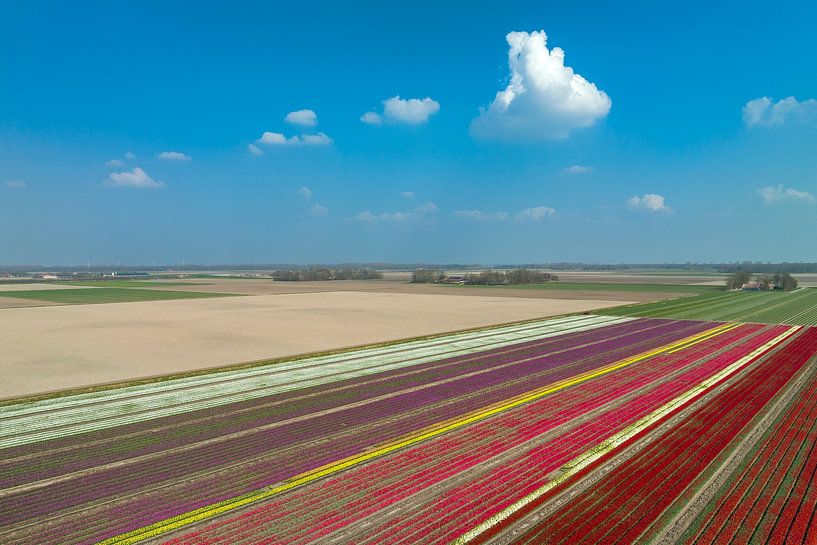 Tulips growing in agricultural fields in Flevoland by Sjoerd van der Wal Photography