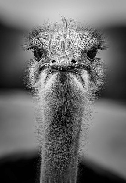 Struisvogel zwart-wit van Eric van den Berg