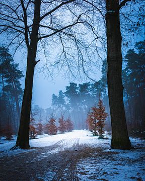 Forest in the twilight on a cold winter day van Raymond Voskamp