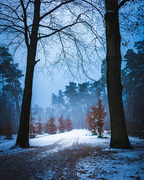 Forest in the twilight on a cold winter day von Raymond Voskamp