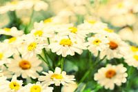 Sparkling Flower 
