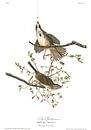 Singammer von Birds of America Miniaturansicht