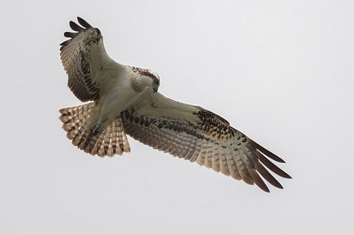 Betender Fischadler in der Bemmelse Waard, Gelderland, Niederlande.