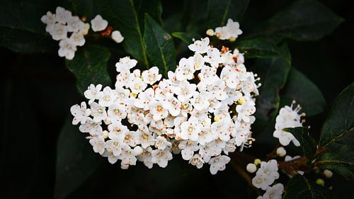 White spring flowers in full bloom