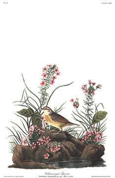 Yellow-Winged Sparrow