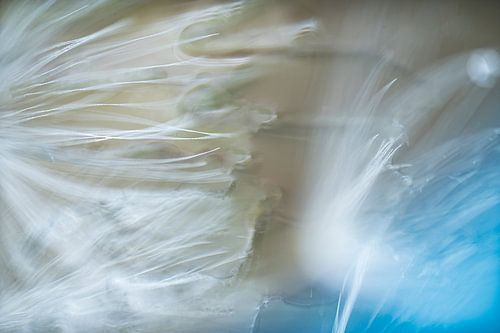 Photos macro de peluches de pissenlits