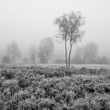 De Meinweg - Misty Morning in Black and White van Teun Ruijters