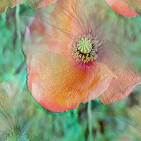 delicate poppy flower abstract by Christine Bässler