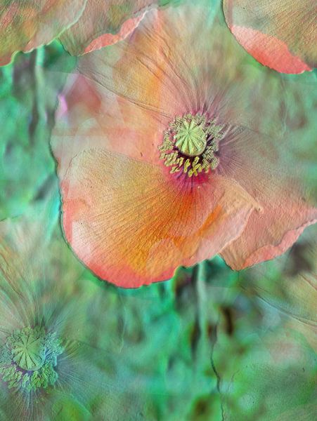 delicate klaproos bloem abstract van Christine Bässler