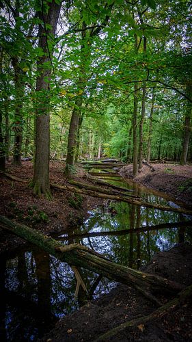 View into the woods