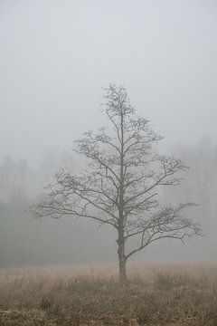 Fine art landscape of a tree in the mist by John van de Gazelle fotografie