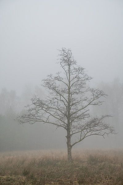 Fine Art landschap van een boom in de mist van John van de Gazelle fotografie