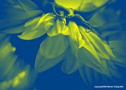 garden moods van erik boer thumbnail