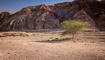 single green tree in the desert of south israel ner the red canion