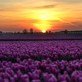 Tulpen bei Sonnenuntergang von Elly Damen