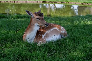 Hirschpark in der hinteren Ecke
