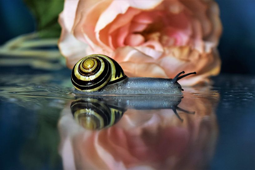 Cottage snail glides through an aqueous surface by Maud De Vries