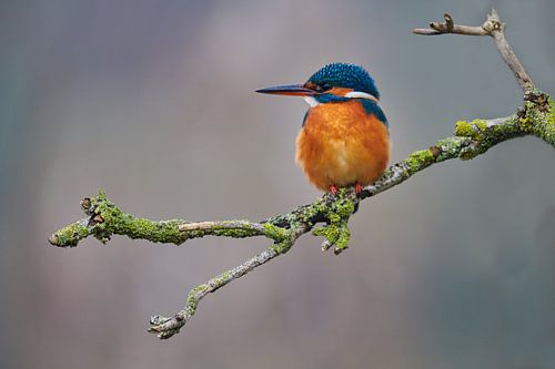 Kingfisher