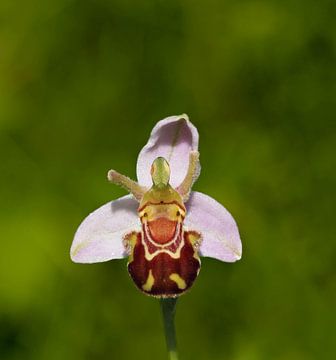 Ooit zo een vrolijk bloempje gezien? Zo klein, maar zo fascinerend!! van Marjon Woudboer