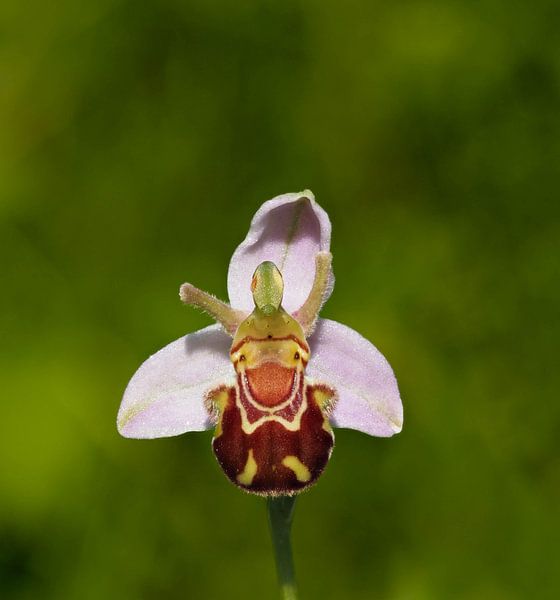Haben Sie jemals eine so fröhliche kleine Blume gesehen? So klein aber so faszinierend! von Marjon Woudboer