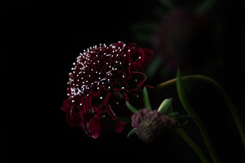 Scarlet Study