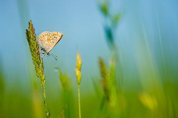 Het bruine blauwtje van Danny Slijfer Natuurfotografie