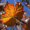 The Autumn Leaf van Cornelis (Cees) Cornelissen