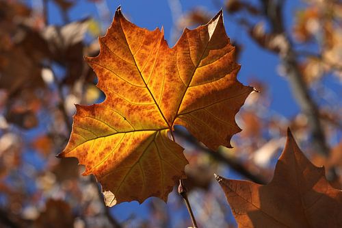 La feuille d'automne