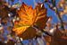 The Autumn Leaf van Cornelis (Cees) Cornelissen