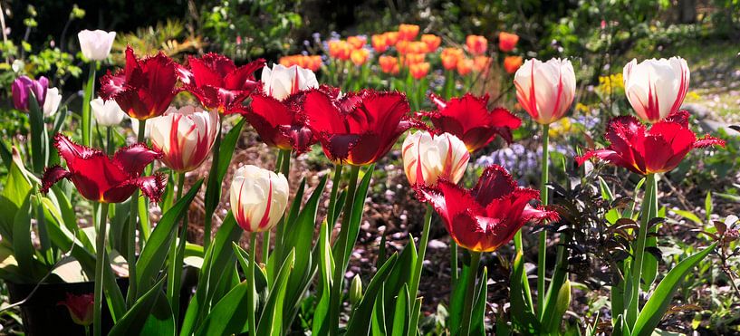 Blühende Tulpen von Corinne Welp