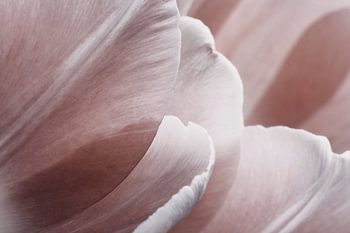 Soft Tulip Petals