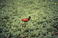 The Lily Runner of Tortuguero by Sebastiaan Hollaar thumbnail