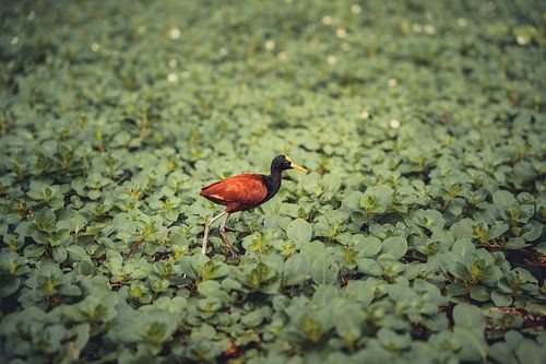 The Lily Runner of Tortuguero