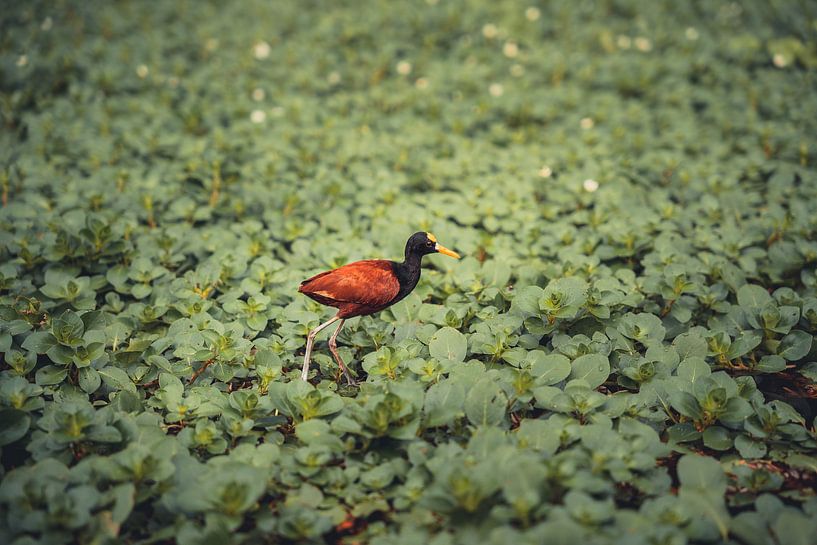 The Lily Runner of Tortuguero by Sebastiaan Hollaar