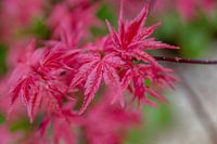 Japanse Acer