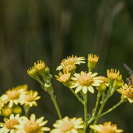 Une abeille heureuse sur une fleur sur Hannon Queiroz