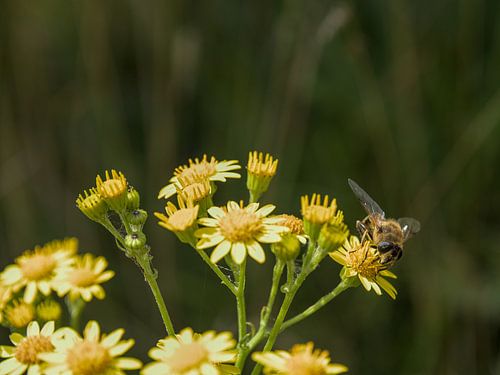 Une abeille heureuse sur une fleur sur Hannon Queiroz