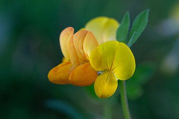 Common Roller Clover by Strooptocht.EU