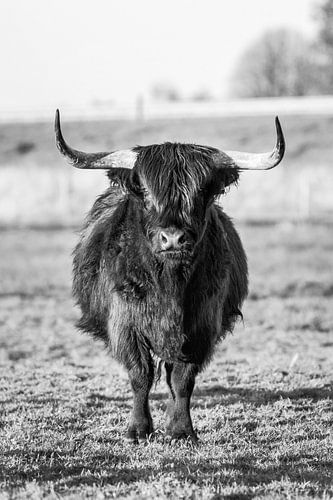 Schotse Hooglander in het avondzonnetje