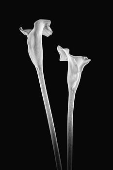 Callas 2 in schwarz und weiß