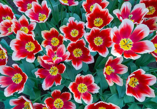 Flowers field with red-white tulips and hyacinths