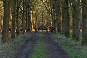 Edelherten in het bos