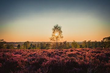 Zonsondergang op een veld vol heide